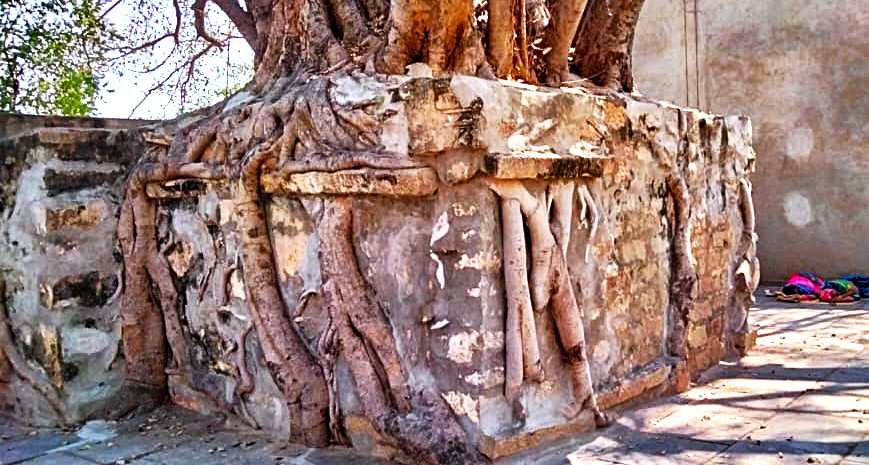 11th Century Venkateswara swamy temple inside the peepal tree.jpeg